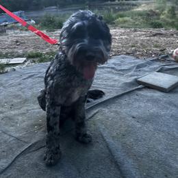 Stripes - Blue merle male Aussiedoodle puppy in Asheboro, North Carolina from Stellar Aussies