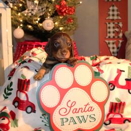 Dachshund Puppies from Crosbys Doxies