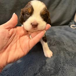 Yellow - Liver and white male English Springer Spaniel puppy in Lufkin, Texas from Shifletknight Springer Spaniels