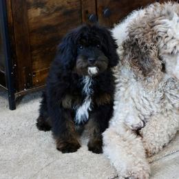 Bernedoodle and Cavapoo Puppies from Lawler’s Legacy Litters