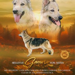Gamora - German Shepherd
