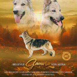 Gamora - German Shepherd