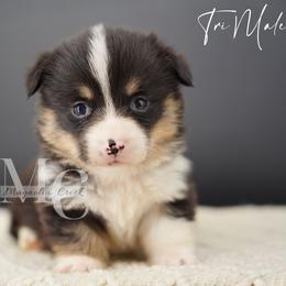 Truffle - Tri - Black and tan male Pembroke Welsh Corgi puppy in Straughn, Alabama from Magnolia Creek Corgis