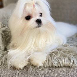 Harley - Maltese