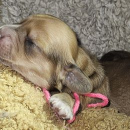 Girl 1 - Dachshund puppy from Asperida Dachshunds and Spinoni