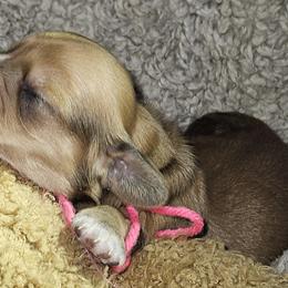 Girl 1 - Dachshund puppy from Asperida Dachshunds and Spinoni