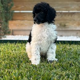 Diana - Parti female Poodle puppy in Hutto, Texas from Scarlett Rose Ranch Poodles