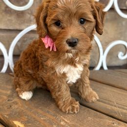Cavapoo puppies from Desert Valley Doodles