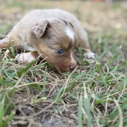 Mila - Red merle female Australian Shepherd puppy in Orlando, Florida from Skaky Shepherds