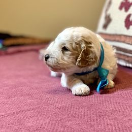 Goldendoodle Puppies from High Desert Mini Doodles