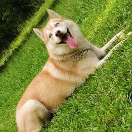 Liberty - Siberian Husky