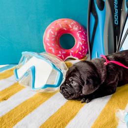 Andarna - Black and white female Great Dane puppy in Kalamazoo, Michigan from Beaver Creek Danes