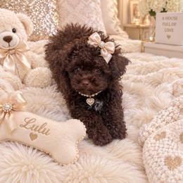 Josephine - Brown female Poodle puppy in Bryn Mawr, Pennsylvania from Main line furry friends