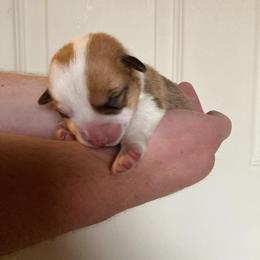 Hendrick - Fawn male Pembroke Welsh Corgi puppy in Grand Junction, Colorado from Mount Garfield Corgis