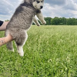 Siberian Husky Puppies from Red Top Huskies