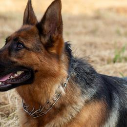 German Shepherds from Purebred Elite Shepherds