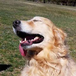 Golden Retrievers from Goldnview Golden Retrievers
