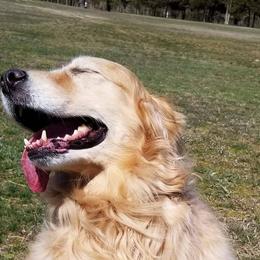 Golden Retrievers from Goldnview Golden Retrievers