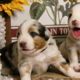 Australian Shepherd Puppies from Cooper Ridge Aussies