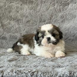 Benny - Gold and white male Shih Tzu puppy in Shawnee, Oklahoma from Black Velvet Shih Tzu