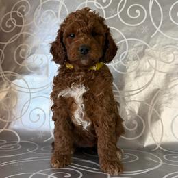 Peanut - Red  female Goldendoodle puppy in De Pere, Wisconsin from Kinzor Kennels