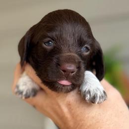 Nader - Boy 3 - Piebald male Dachshund puppy in Corbin, Kentucky from Steele Half Acre Homestead