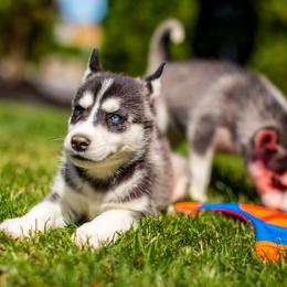 Siberian Husky Puppies from PNWHuskies