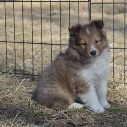 Shetland Sheepdog Puppies from Sunny Shelties
