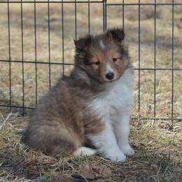 Shetland Sheepdog Puppies from Sunny Shelties