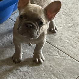 French Bulldog Puppies from Debruyn Bulldogs