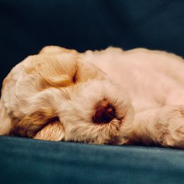 Poodle Puppies from Reuter Clan Poodles