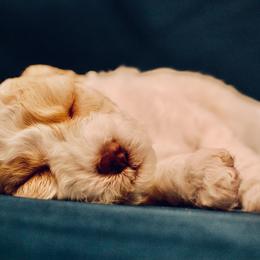 Poodle Puppies from Reuter Clan Poodles