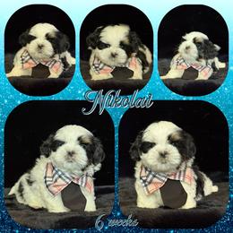 Nikolai - Tricolor male Shih Tzu puppy in Yelm, Washington from Lala's All Star Shih Tzu
