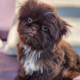 Reese - Chocolate male Shih Tzu puppy in Jenks, Oklahoma from Northstar Shih Tzu