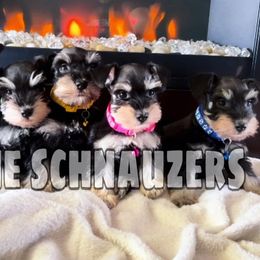 Miniature Schnauzers from Yessie Schnauzers