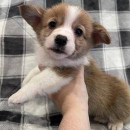 Boy 2 (Flynn Rider) - Fawn male Pembroke Welsh Corgi puppy in Brazoria, Texas from Diamond Bar H