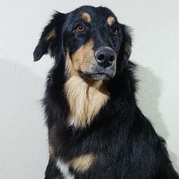 RANGER - Australian Shepherd