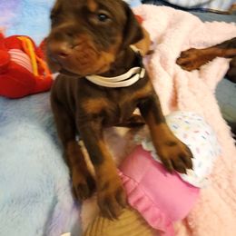 Doberman Pinscher and Pomeranian Puppies from Legendary Kennels