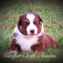 Miniature Australian Shepherd and Toy Australian Shepherd Puppies from Cooper Creek Aussies