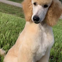 Poodle Puppies from RomLein Poodle