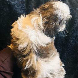 Cupcake - Tricolor female Shih Tzu puppy in Fontana, California from Loraine Bailey