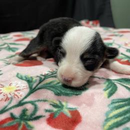 Dopey - Black and tan female Pembroke Welsh Corgi puppy in Barstow, California from Caldwell’s Corgis of Southern California