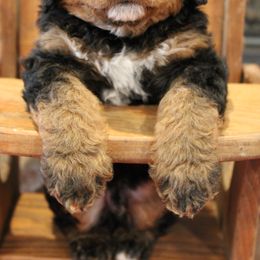 Bernedoodles from Strongdoodles