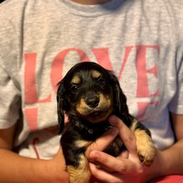 Fred AKC GC - Black and cream male Dachshund puppy in El Dorado, Arkansas from LovelylilDoxies