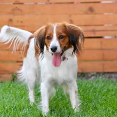 Nederlandse Kooikerhondje All Grown Up from Golden Gate Kooikers