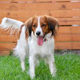 Nederlandse Kooikerhondje All Grown Up from Golden Gate Kooikers