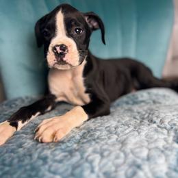Boy 2 - Brindle male Boxer puppy in Prestonsburg, Kentucky from Diamond Standard Boxers