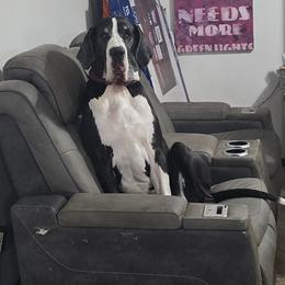 Revi - Great Dane