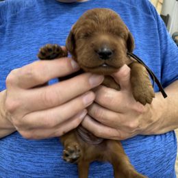 Royal Blue collar - Mahogany male Irish Setter puppy in Choctaw, Oklahoma from Heartland Irish Setters