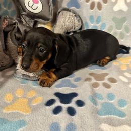 Bravo - Black and tan male Dachshund puppy in Madison, Wisconsin from Mahzian Miniature Dachshunds